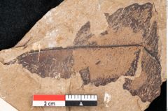 Foto (Detailansicht) von Araucaria sternbergii Goeppert (NHMW-GEO-2024-0188-8277)